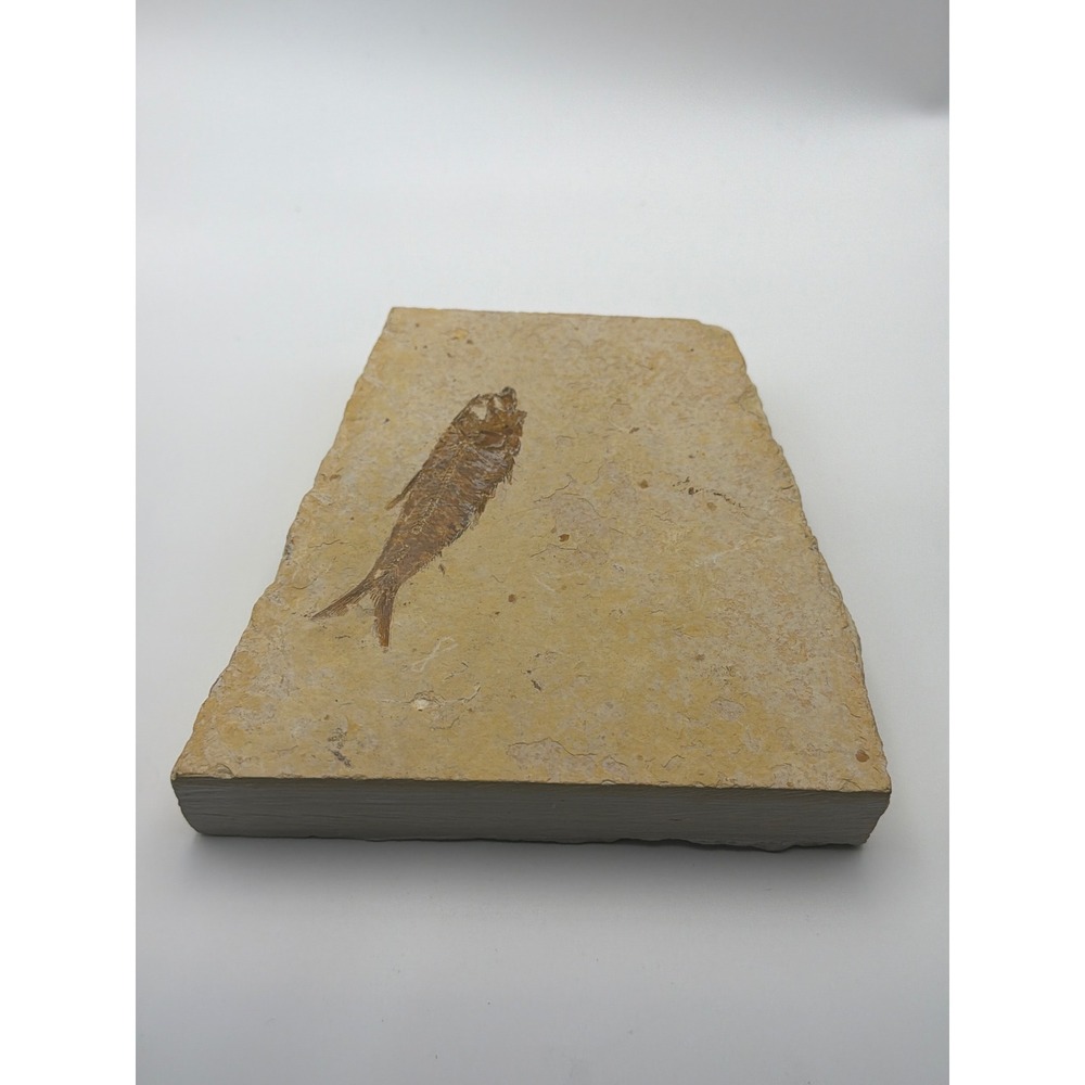 Knightia Eocaena Fossil Fish Green River Formation Wyoming Eocene Specimen